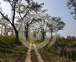 Landscape of jungles in Chitwan National Park, Nepal