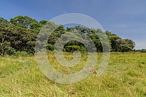 Landscape of Kakamega Forest Reserve, Ken photo