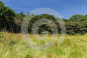 Landscape of Kakamega Forest Reserve, Ken photo