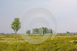 landscape in Kalmthout heat nature reserve, with birch and pine trees on a cloudy hazy day