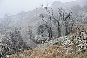 Landscape of Karadag Reserve in spring. View of trees on mountain in fog and clouds. Crimea