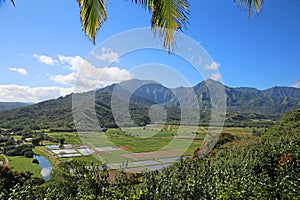 Landscape of Kauai with Taro Fields