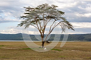 Landscape Kenya
