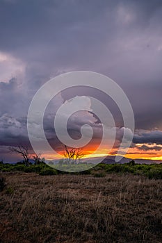 Landscape in Kenya Africa at sunset. view of the savannah