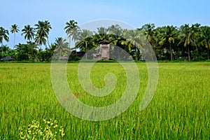 Landscape in Konkan photo