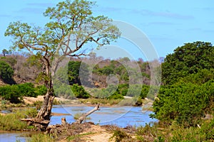 Landscape of the Kruger National Park in South Africa