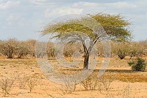 Landscape in Kruger National Park, South Africa