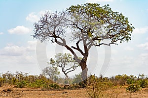 Landscape in Kruger National Park, South Africa