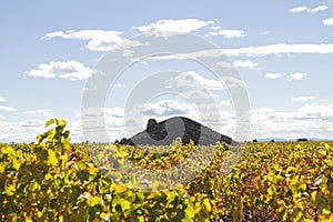 Landscape in La Mancha plain with vineyards photo