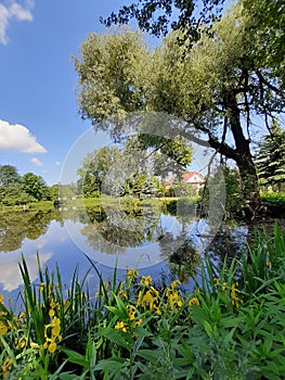 landscape by the lake