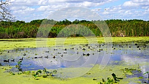 The landscape of Lake Gibson in Lakeland, Florida