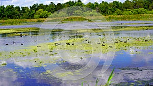 The landscape of Lake Gibson in Lakeland, Florida