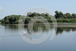 Landscape of a lake with green forest in the background and a bird in flight in the Danube Delta