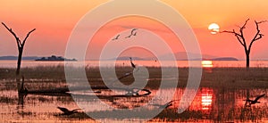 Landscape of Lake Kariba with a bright orange sunset sky with egyptian geese and a silhouette of a heron, Zimbabwe