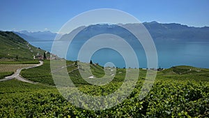 Landscape with lake, mountain and vineyard. Time lapse of lavaux vineyard and lake Geneva. Puidoux, Vaud Canton, Switzerland. UNES