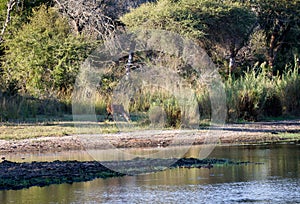 Landscape at Lake Panic Kruger Park