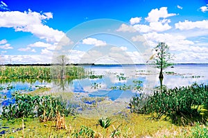 The landscape of Lake parker in Lakeland, Florida