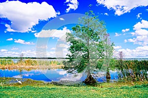 The landscape of Lake parker in Lakeland, Florida