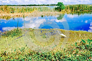 The landscape of Lake parker in Lakeland, Florida