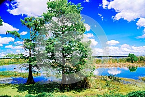 The landscape of Lake parker in Lakeland, Florida