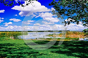 The landscape of Lake parker in Lakeland, Florida