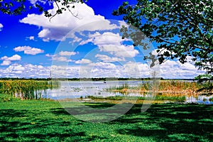 The landscape of Lake parker in Lakeland, Florida