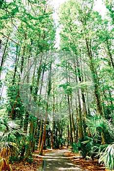 The landscape of Lake parker in Lakeland, Florida