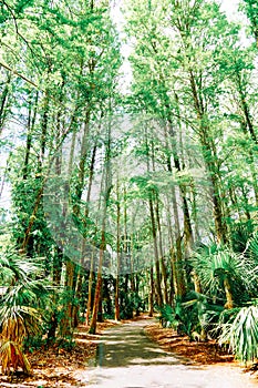 The landscape of Lake parker in Lakeland, Florida