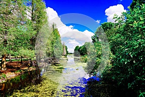 The landscape of Lake parker in Lakeland, Florida