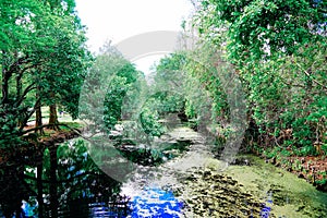 The landscape of Lake parker in Lakeland, Florida