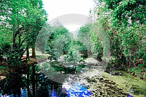 The landscape of Lake parker in Lakeland, Florida