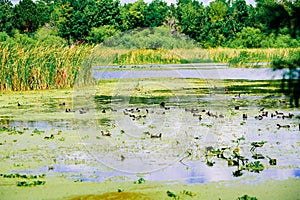 The landscape of Lake parker in Lakeland, Florida