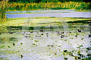 The landscape of Lake parker in Lakeland, Florida