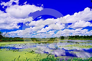 The landscape of Lake parker in Lakeland, Florida