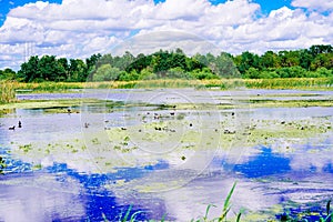 The landscape of Lake parker in Lakeland, Florida