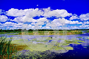 The landscape of Lake parker in Lakeland, Florida