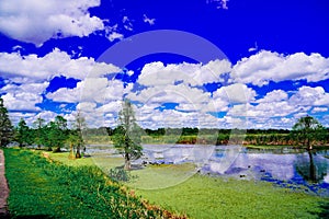 The landscape of Lake parker in Lakeland, Florida