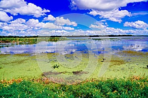 The landscape of Lake parker in Lakeland, Florida