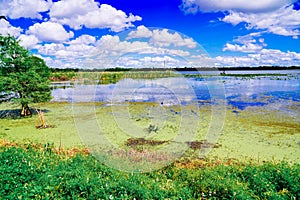 The landscape of Lake parker in Lakeland, Florida