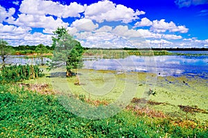 The landscape of Lake parker in Lakeland, Florida