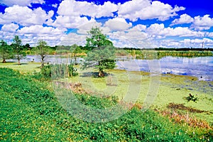 The landscape of Lake parker in Lakeland, Florida