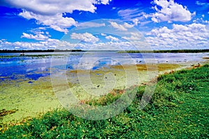 The landscape of Lake parker in Lakeland, Florida