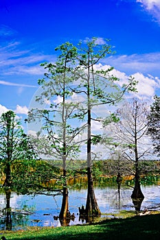 The landscape of Lake parker in Lakeland, Florida