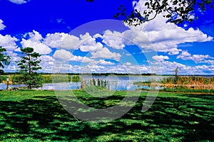 The landscape of Lake parker in Lakeland, Florida