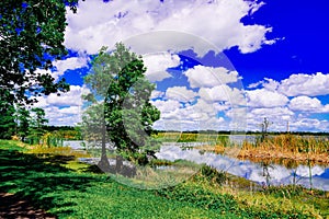 The landscape of Lake parker in Lakeland, Florida