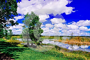 The landscape of Lake parker in Lakeland, Florida