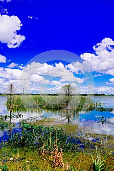 The landscape of Lake parker in Lakeland, Florida