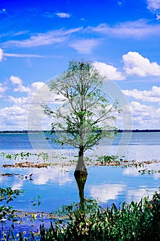 The landscape of Lake parker in Lakeland, Florida