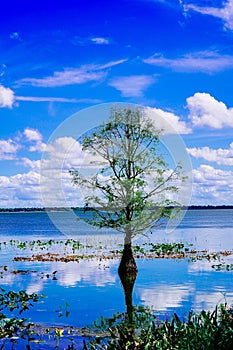 The landscape of Lake parker in Lakeland, Florida
