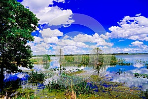 The landscape of Lake parker in Lakeland, Florida